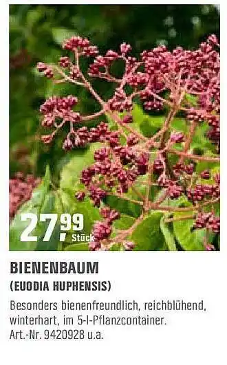 OBI Bienenbaum Angebot