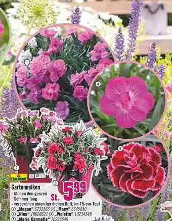 Hornbach Flora Self Gartennelken Angebot