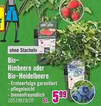 Hornbach Bio-himbeere Oder Bio-heidelbeere Angebot