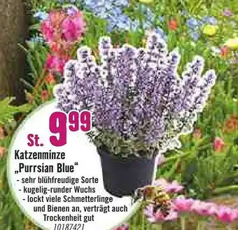 Hornbach Katzenminze Purrsian Blue Angebot