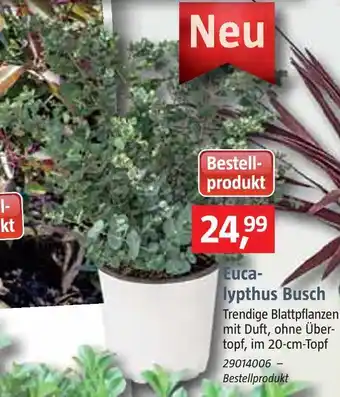 Bauhaus Eucalypthus busch Angebot