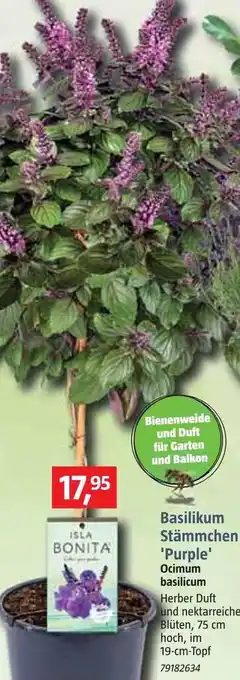 Bauhaus Basilikum stämmchen 'purple' Angebot