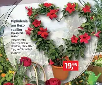 Bauhaus Dipladenia am herzspailier Angebot