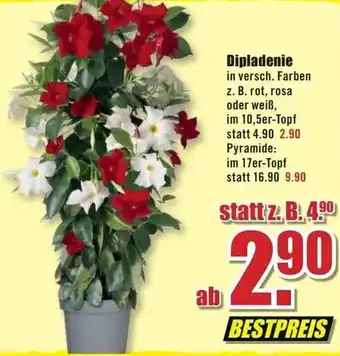 B1 Discount Baumarkt Dipladenie Angebot