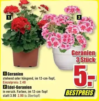 B1 Discount Baumarkt Geranien oder Edel Geranien Angebot