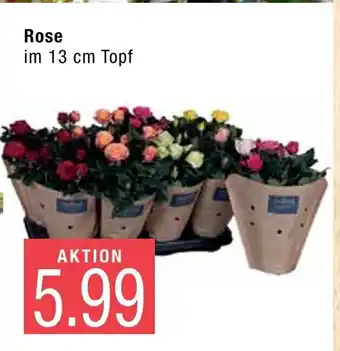 Marktkauf Rose Angebot