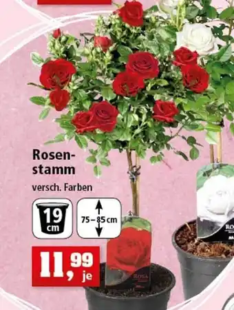 Thomas Philipps Rosen-stamm Angebot