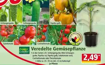 Norma Veredelte Gemüsepflanze Finest Garden Angebot