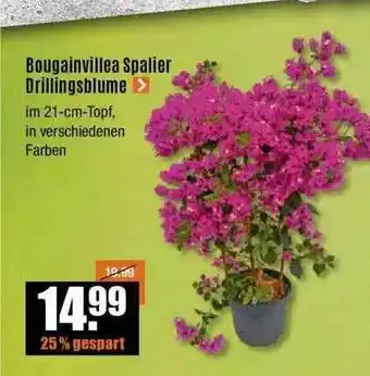 V Baumarkt Bougainville Spalier Drillingsblume Angebot