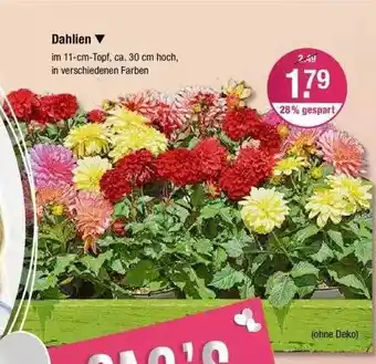 V Markt Dahlien Angebot