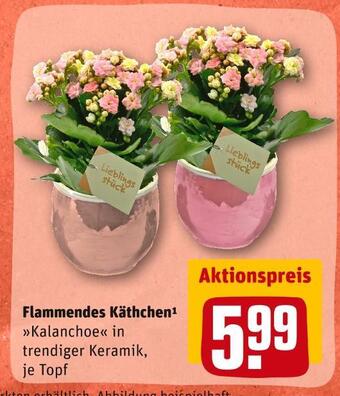 REWE Flammendes käthchen Angebot