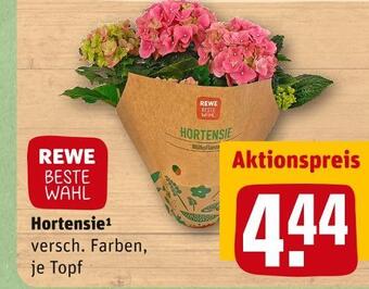 REWE Rewe beste wahl hortensie Angebot