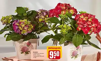 REWE Hortensie Angebot