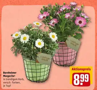 REWE Bornholmer margerite Angebot