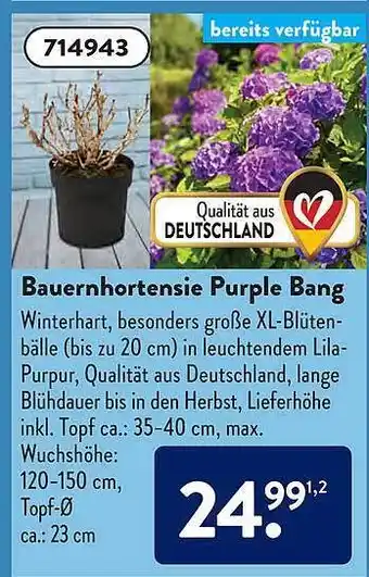 Aldi Süd Bauernhortensie Purple Bang Angebot