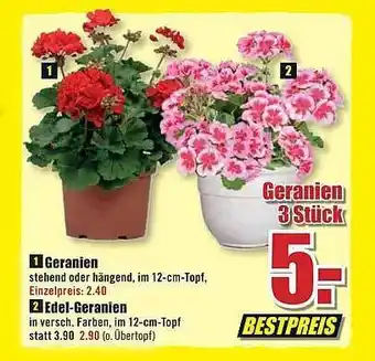 B1 Discount Baumarkt Geranien Edel-geranien Angebot