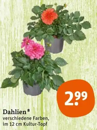 tegut Dahlien Angebot