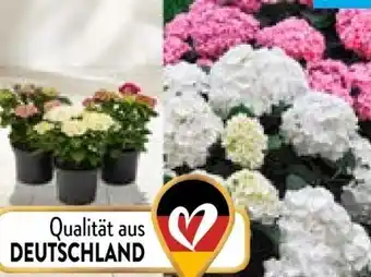 Aldi Nord Bauernhortensie Angebot