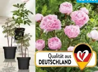 Aldi Nord Pfingstrosen Angebot