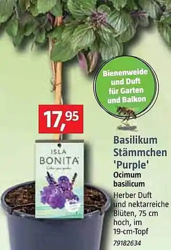 Bauhaus Basilikum Stämmchen „purple“ Angebot