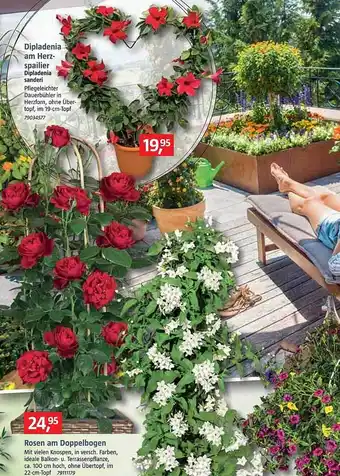 Bauhaus Dipladenia Am Herzspailier Oder Rosen Am Doppelbogen Angebot