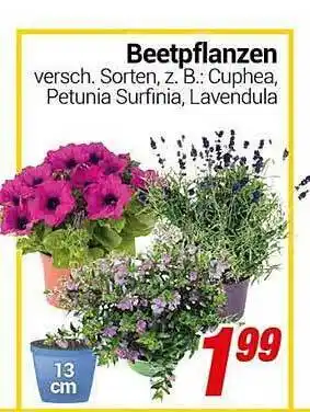 CENTERSHOP Beetpflanzen Angebot