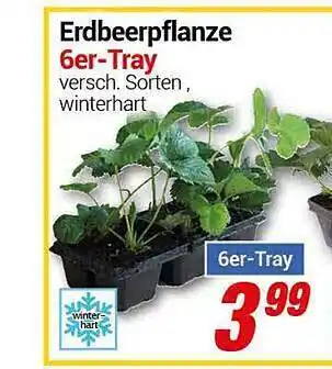 CENTERSHOP Erdbeerpflanze Angebot