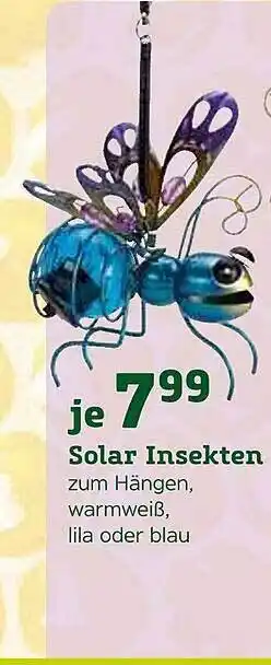 Pflanzen Kölle Solar Insekten Angebot