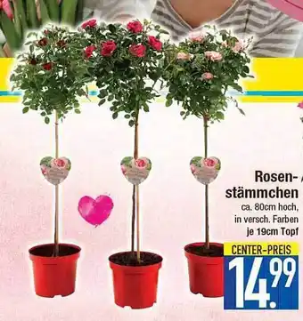 E-Center Rosen Stämmchen Angebot