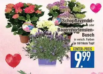 E-Center Schopflavendel Oder Bauernhortensien Busch Angebot