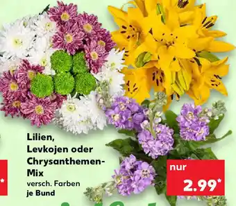 Kaufland Lilien Levkojen oder Chrysanthemen Mix Angebot