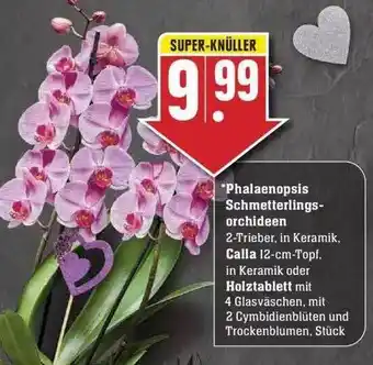 Edeka Phalaenopsis Schmetterlingsorchideen, Calla Oder Holztablett Angebot