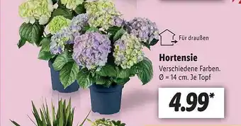 Lidl Hortensie Angebot