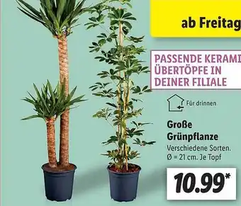 Lidl Große Grünpflanze Angebot