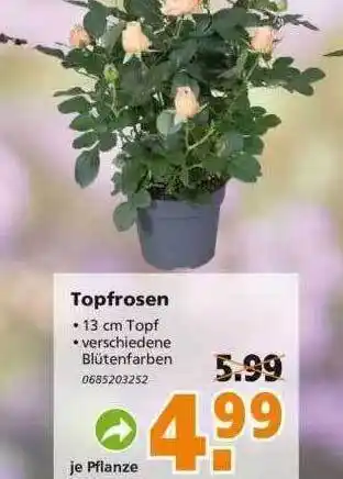 Globus Baumarkt Topfrosen Angebot