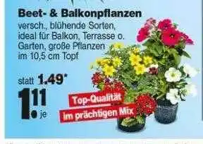 Repo Markt Beet- & Balkonpflanzen Angebot