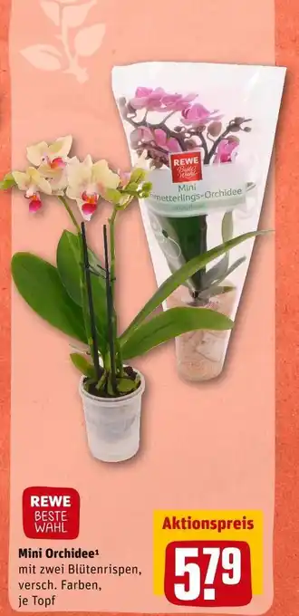 REWE Mini orchidee Angebot