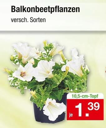 Zimmermann Balkonbeetpflanzen Angebot