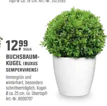 OBI Buchsbaum-kugel (buxus sempervirens) Angebot