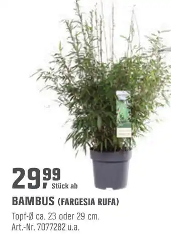 OBI Bambus (fargesia rufa) Angebot