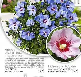 Weltbild Hibiskus „marina“ Blau Oder „hambo“ Rosa Angebot