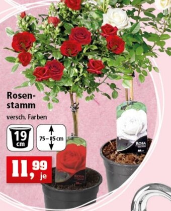 Thomas Philipps Rosenstamm Angebot