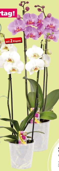 Thomas Philipps Orchidee Phalaenopsis Angebot