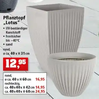 Thomas Philipps Pflanztopf ,,Lotus" Angebot