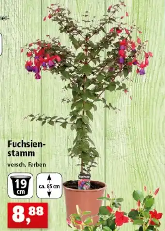 Thomas Philipps Fuchsienstamm Angebot