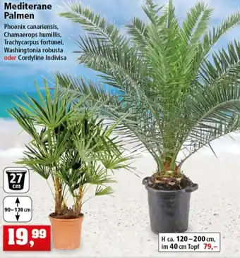 Thomas Philipps Mediterane Palmen Angebot