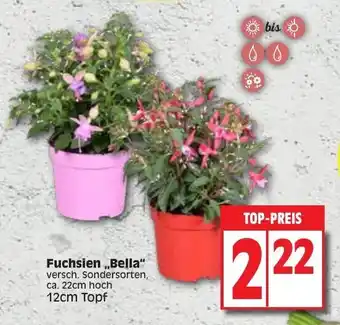 Edeka Fuchsien Bella Angebot