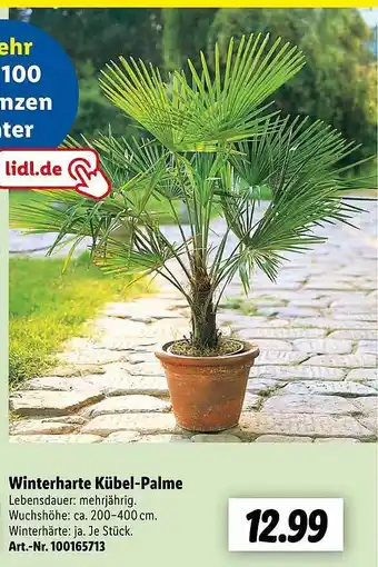 Lidl Winterharte Kübel Palme Angebot
