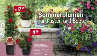 Raiffeisen Markt Dipladenia - Mandevilla Angebot