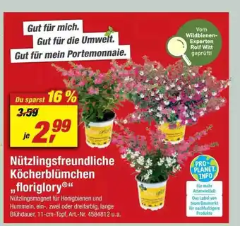 toom Baumarkt Nützlingsfreundiche Köcherblümchen „floriglory” Angebot